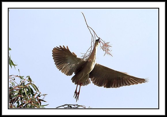 Black-crowned Night Heron with nesting material
