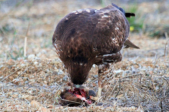 Hawk gets mole (9 of 10)