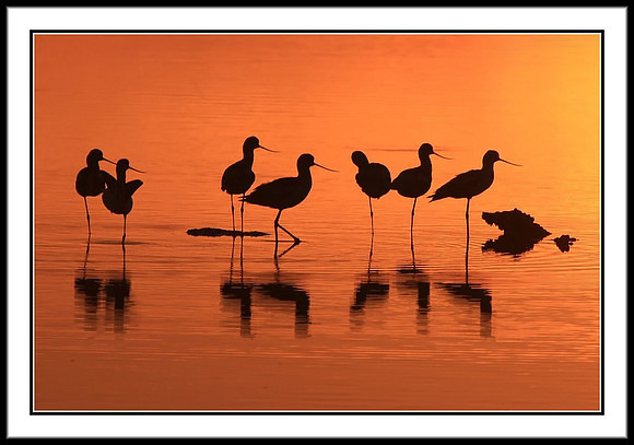 Avocets at sunset