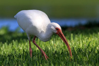 White Ibis