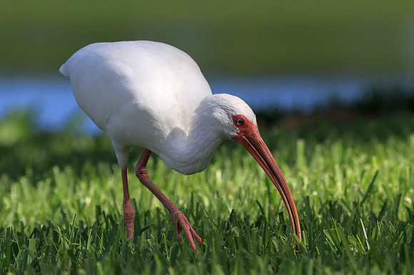 White Ibis