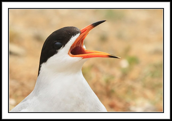 Tern calling