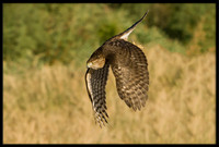 Cooper's Hawk