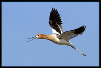 Avocet