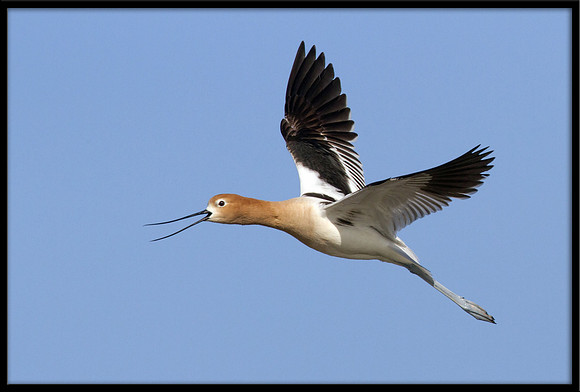 Avocet