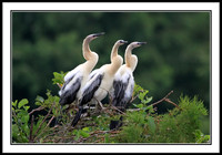 Anhinga babies in nest
