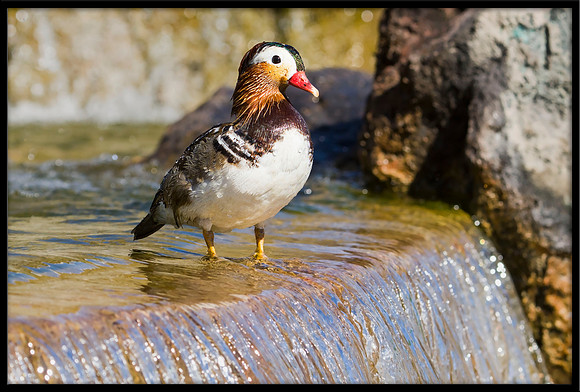Mandarin Duck