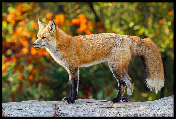 Red Fox