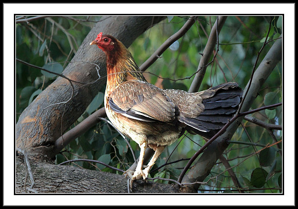 Red Junglefowl - female