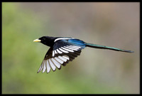 Yellow-billed Magpie