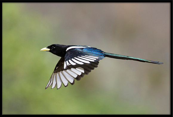 Yellow-billed Magpie