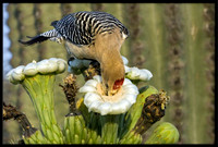 Gila Woodpecker eating nectar from cactus flower
