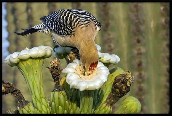 Gila Woodpecker eating nectar from cactus flower