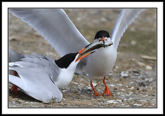 Tern Food Exchange Mating Ritual