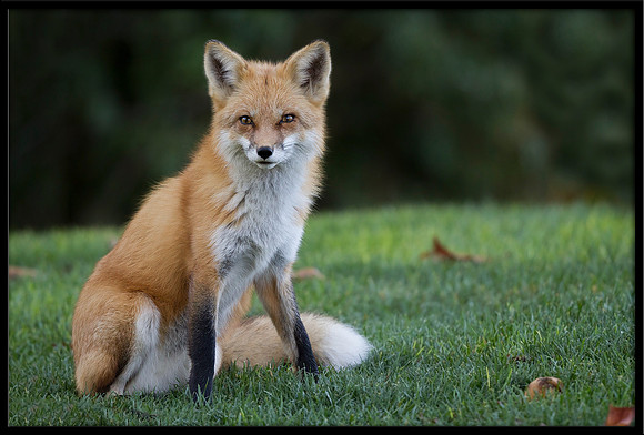 Red Fox