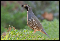 California Quail