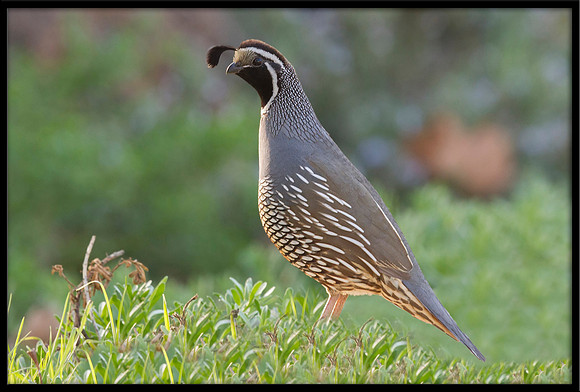 California Quail