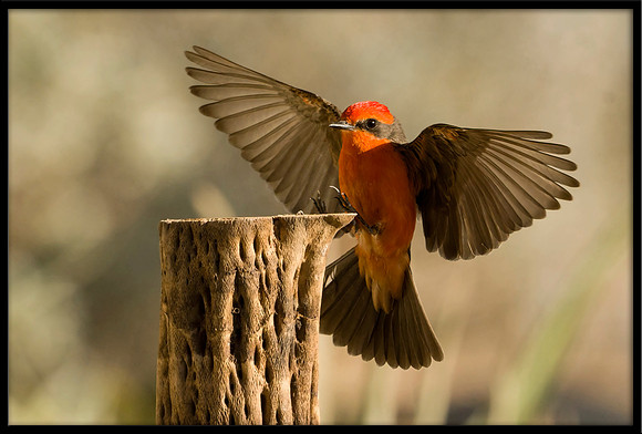 Vermilion Flycatcher