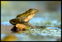 Rio Grande Leopard Frog