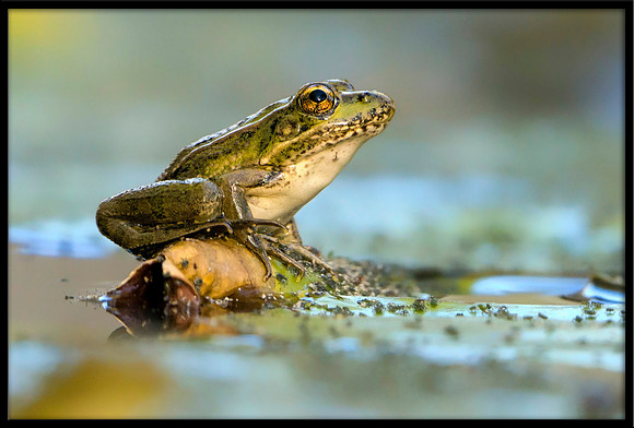 Rio Grande Leopard Frog