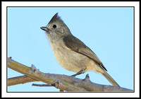 Tufted Titmouse