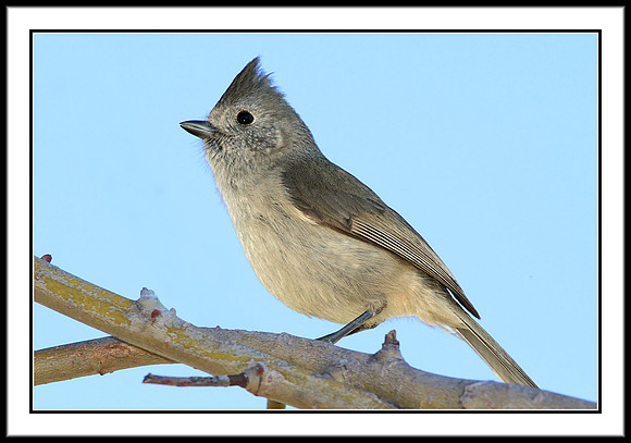 Tufted Titmouse