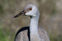 Sandhill Crane