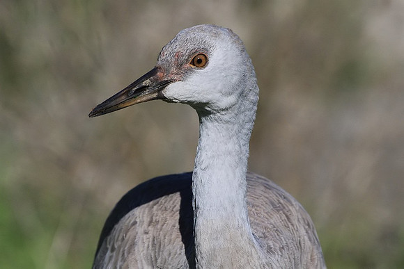 Sandhill Crane