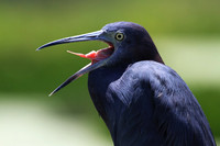 Little Blue Herons