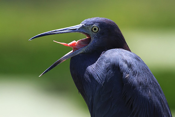 Little Blue Heron yawning