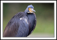 Little Blue Heron