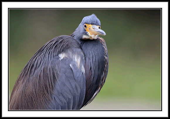 Little Blue Heron