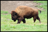 Bison