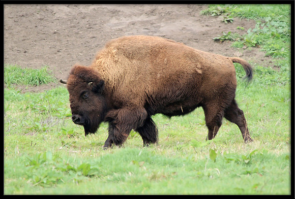 Bison (captive)