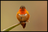 Allen's Hummingbird