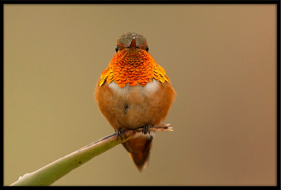 Allen's Hummingbird