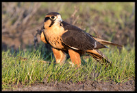 Aplomado Falcon