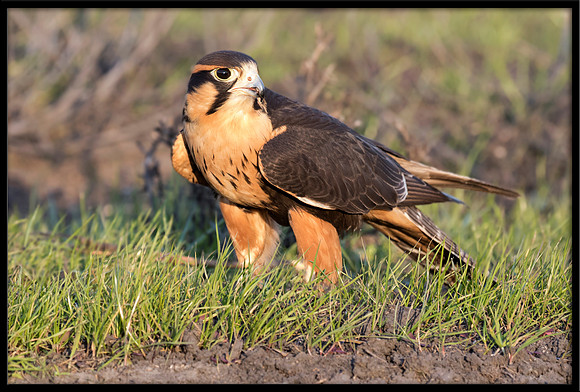 Aplomado Falcon