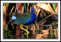 Purple Galinule