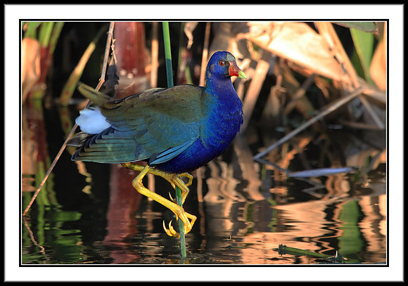 Purple Galinule