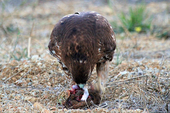 Hawk gets mole (7 of 10)