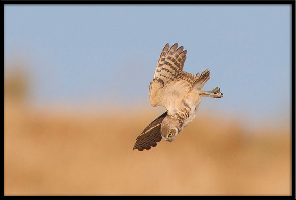 Burrowing Owl