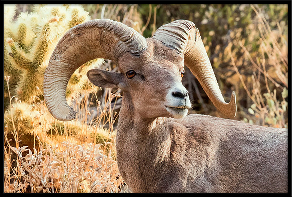 Desert Bighorn