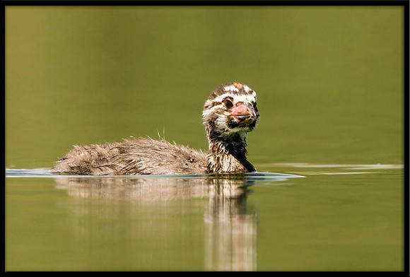 Pied-billed Grebe chick