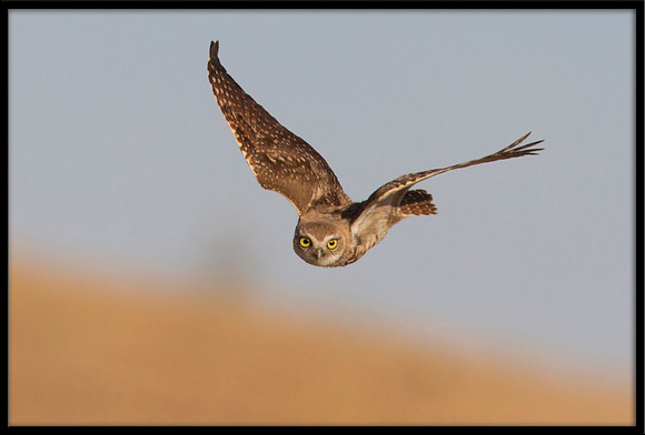 Burrowing Owl