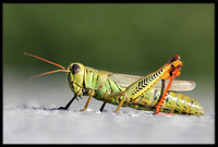 Grasshopper