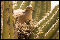 Dove in nest with chick