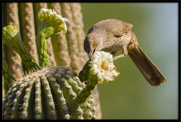 Curve-billed Thrasher