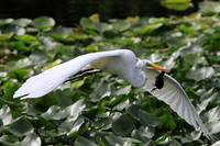 Great Egret with a Moorhen for lunch