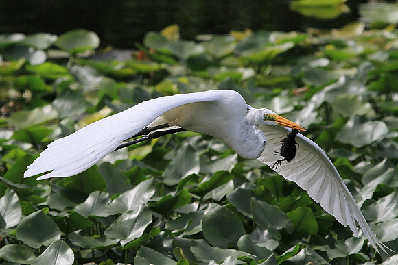 Great Egret with a Moorhen for lunch